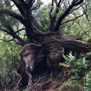 A tree with many branches and leaves on it