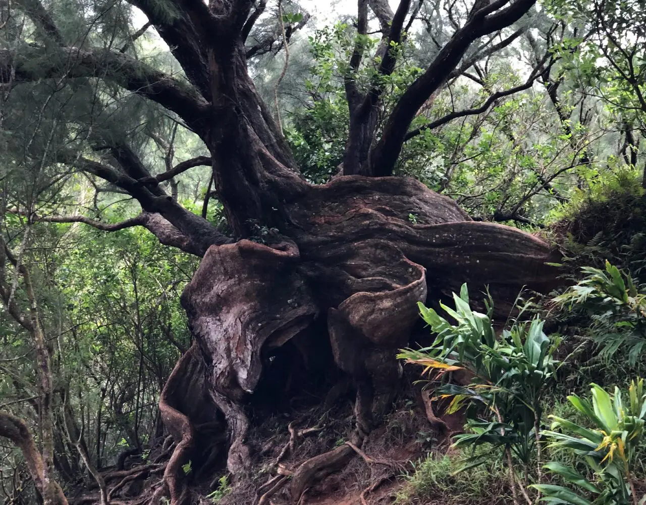 A tree with many branches and leaves on it